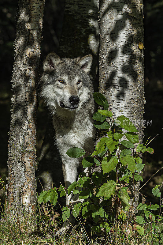 灰狼或灰狼(Canis lupus)，简称狼，是犬科动物中最大的野生成员。